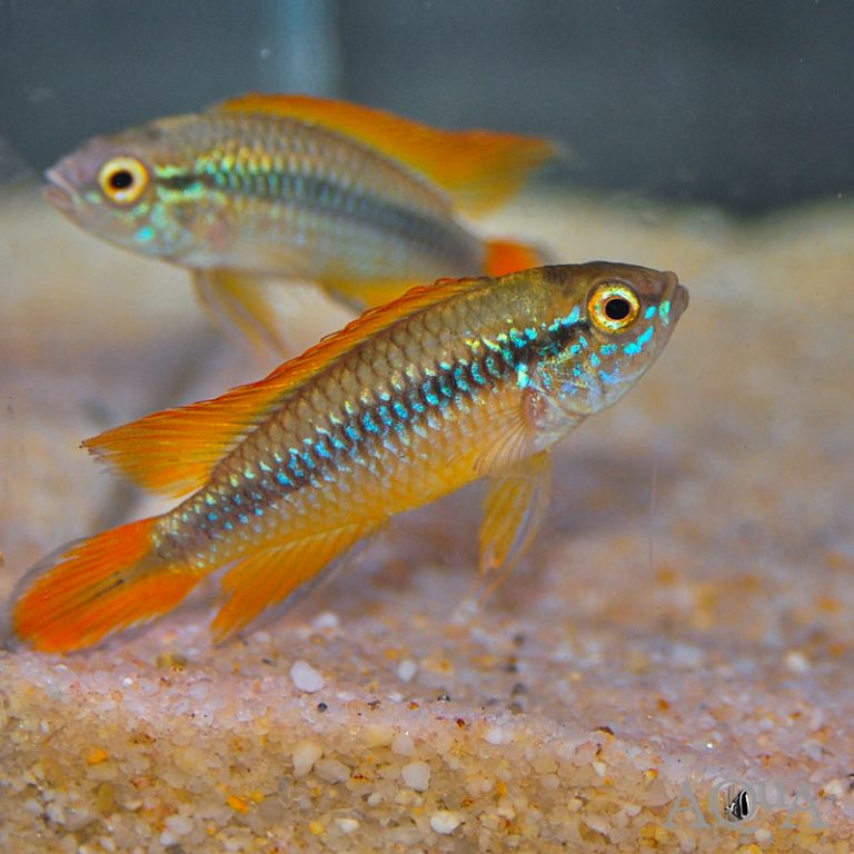 Double Red Agassizi Dwarf Cichlid (Apistogramma agassizi 'double red')