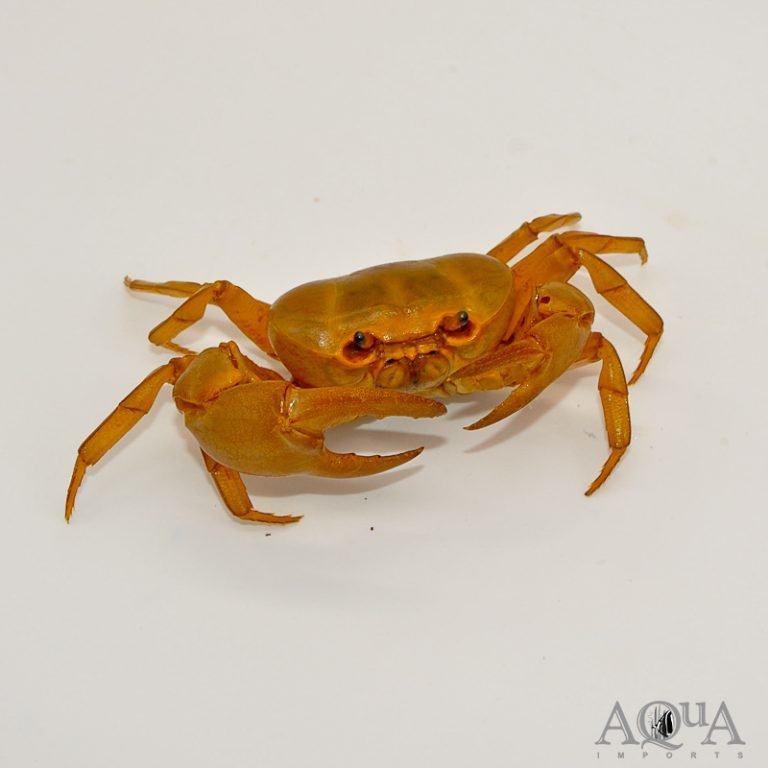 Gold Crab (Terrathelphusa cf. chilensis)