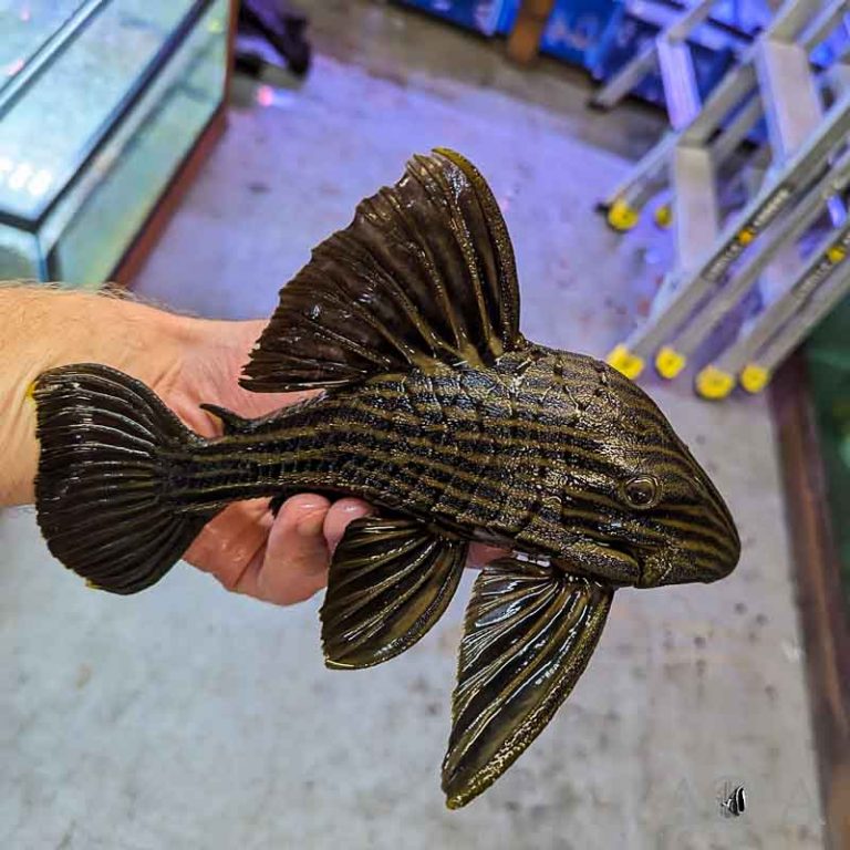 New Freshwater Fish 5/31/23