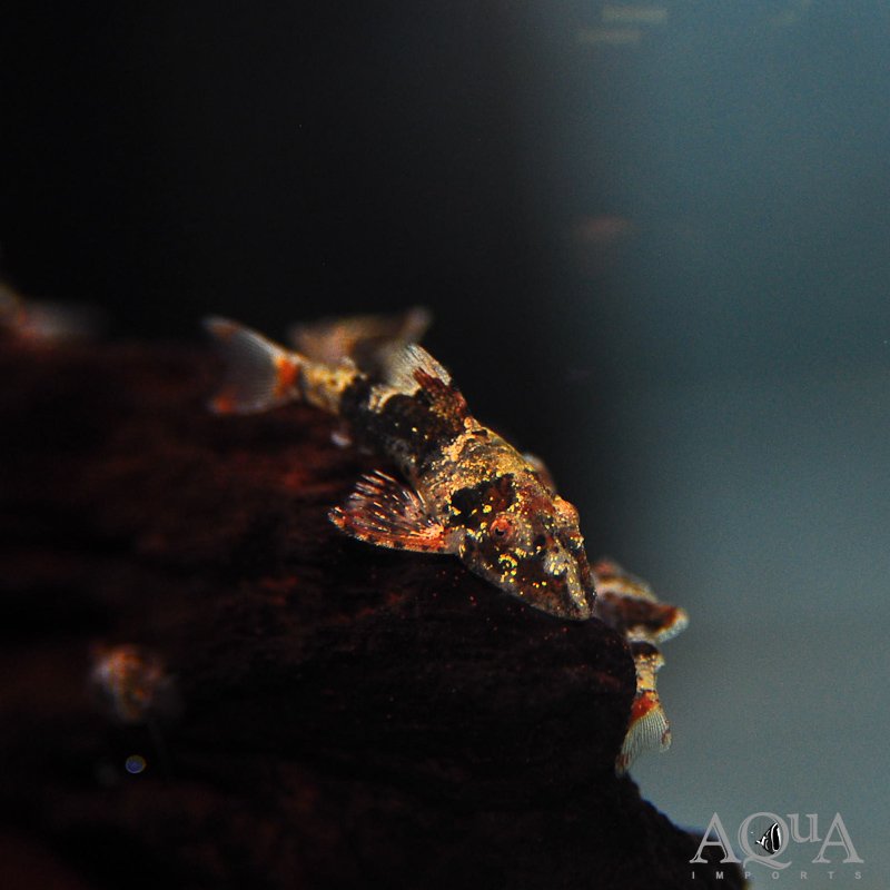 Bumblebee Oto (Rhinotocinclus isabelae)