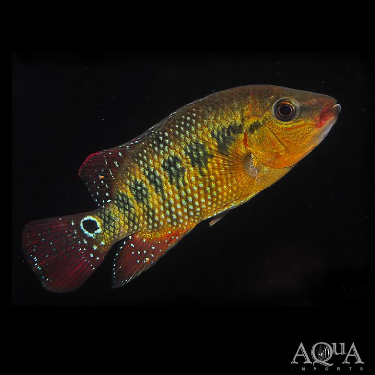 Wild True Red Terror (Mesoheros festae)