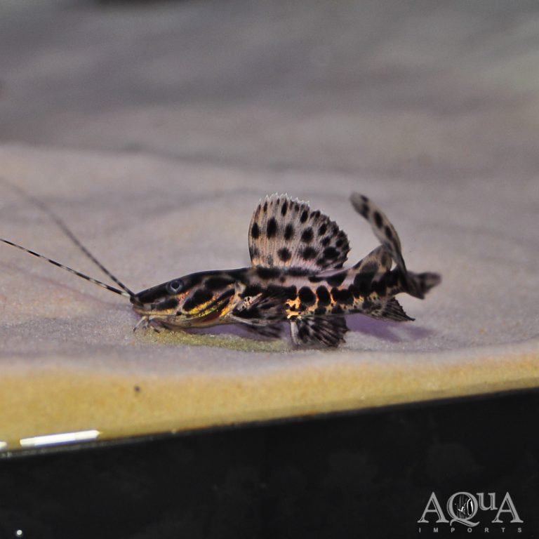 Marble Sailfin Catfish (Leiarus marmoratus)