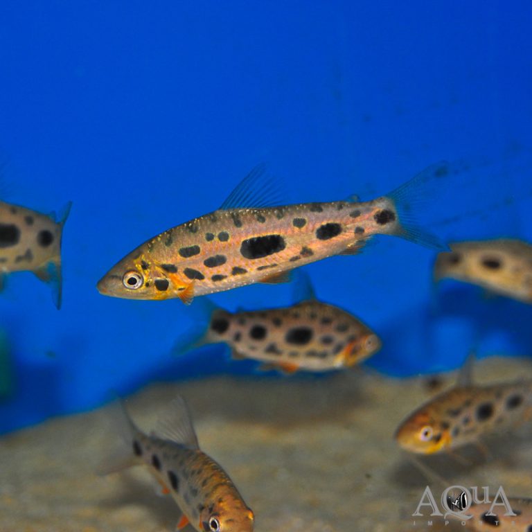 Leporinus granti