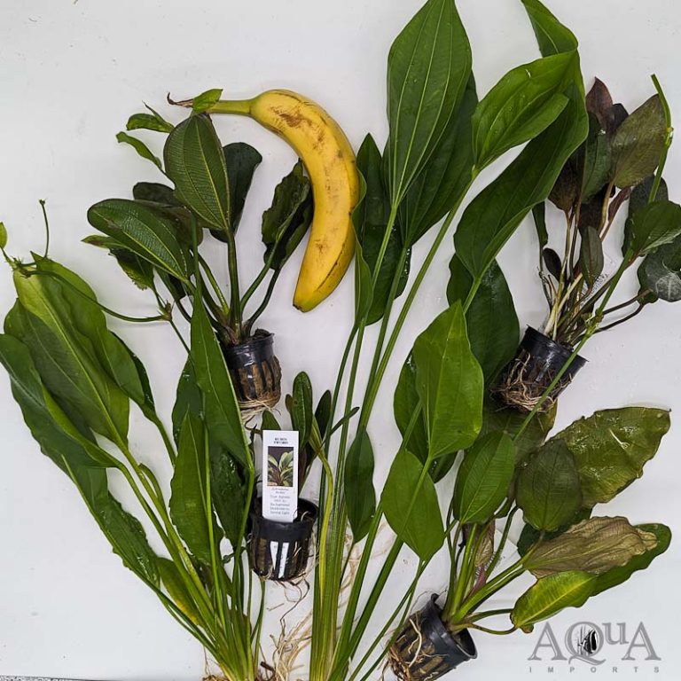 New Freshwater and Plant Stock 4/15/24