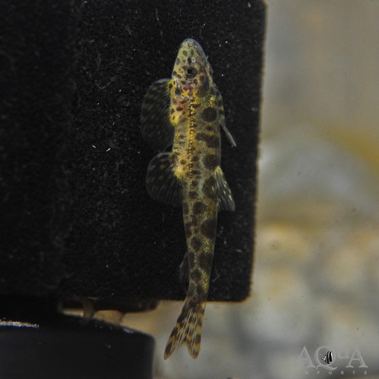 Bhavania australis