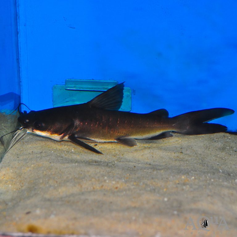 Papuan Shark Catfish (Neoarius graeffei)