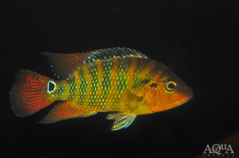 New Marine, Freshwater and Plant Stock 9/30/25