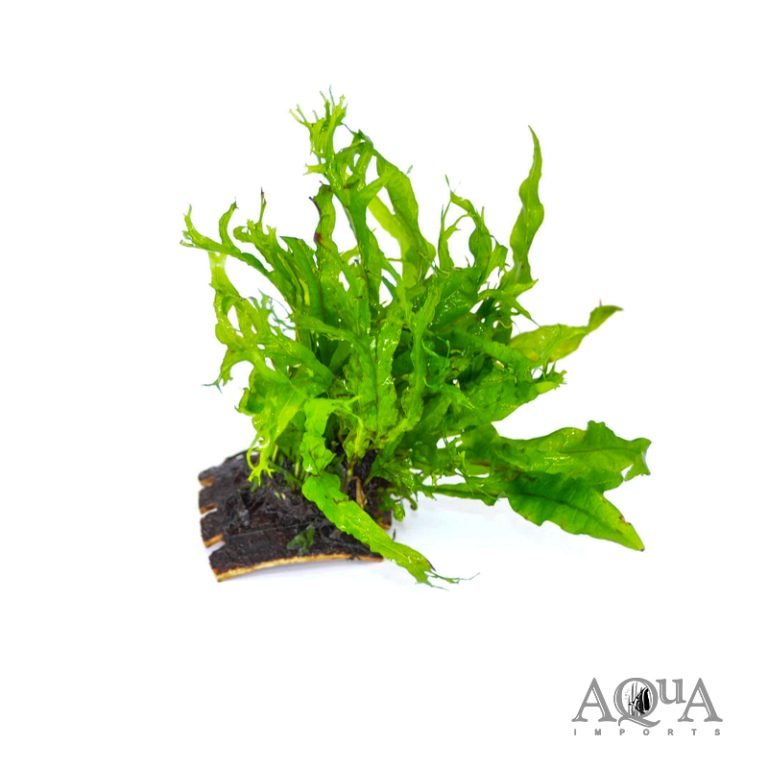 Java Fern 'Lace' (Microsorum pteropus var. Windelov)