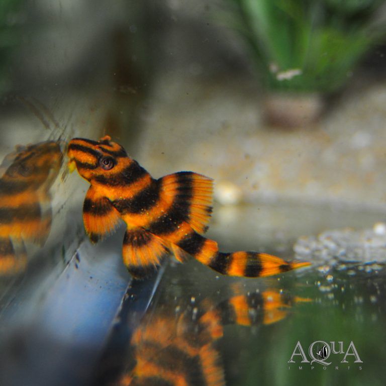 L306 Blood Red Tiger Pleco (Panaqolus claustellifer)