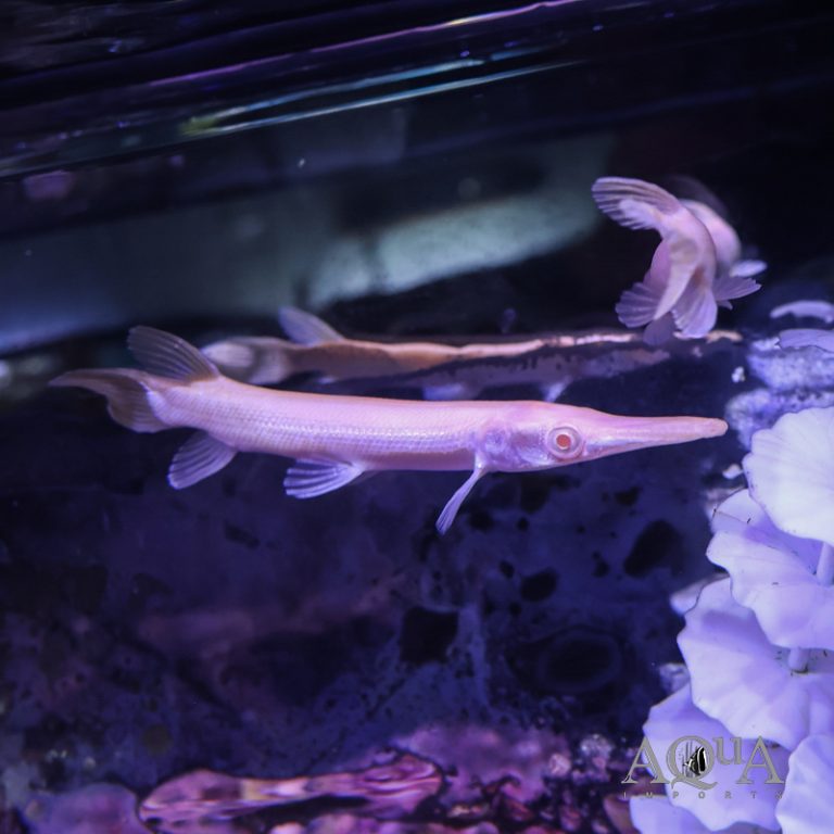 Albino Alligator Gar (Atracosteus spatula)