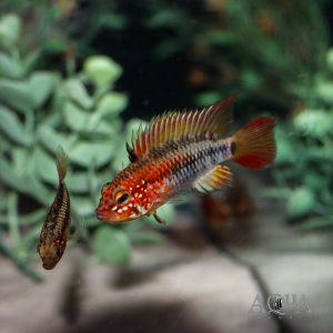 Red Neck Apisto (Apistogramma viejita "Red")
