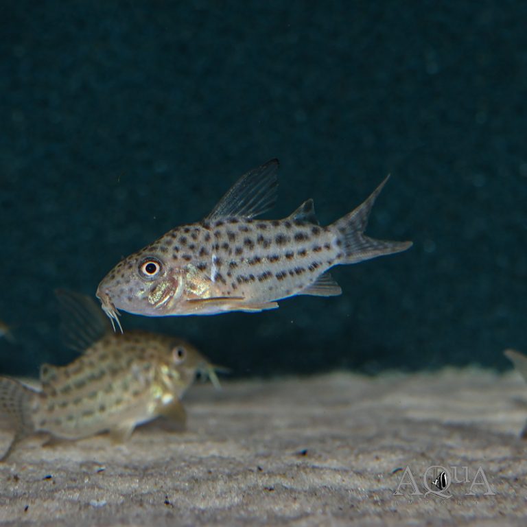 C068 Crystal Cory (Brochis sp. C068)