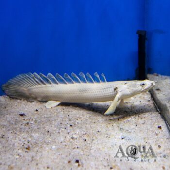 Platinum Endlicheri Bichir (Polypterus endlicheri 'Platinum')