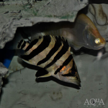 4 Bar Sumatran Datnoid (Datnioides microlepis)