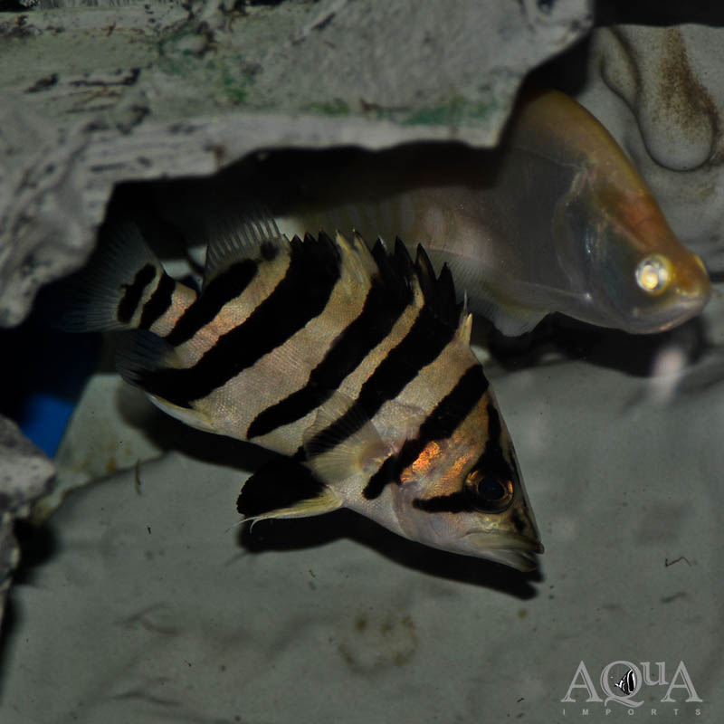 4 Bar Sumatran Datnoid (Datnioides microlepis)