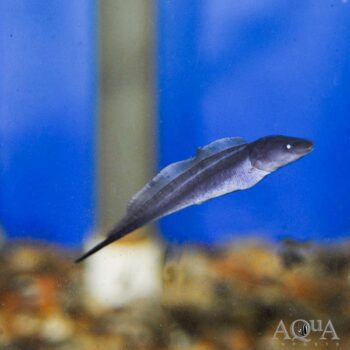 Aba Aba Knifefish (Gymnarchus niloticus)