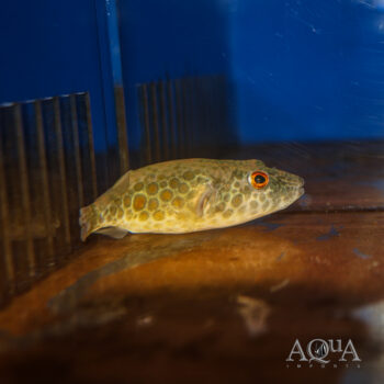 Abei Puffer (Pao abei)