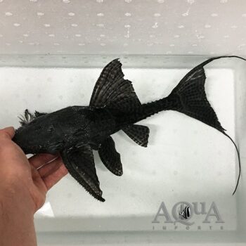 L193 Black Devil Pleco (Acanthicus sp. L193)