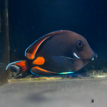 Achilles Tang (Acanthurus achilles)