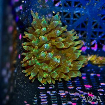 Acid Rain Bubble Tip Anemone (Entacmaea quadricolor)