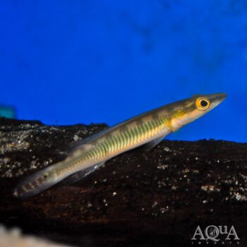 Sharpnose Pike Cichlid (Crenicichla acutirostris)