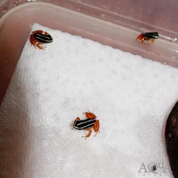 Adelphobates quinquevittatus Dart Frog