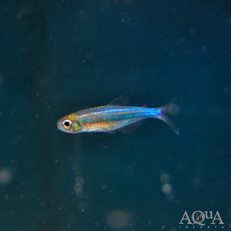 Sapphire Tetra (Acrobrycon ipanquianus)