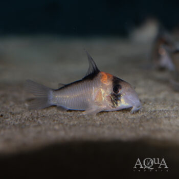 Adolfoi Cory (Hoplisoma adolfoi)