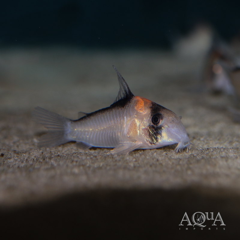 Adolfoi Cory (Hoplisoma adolfoi)