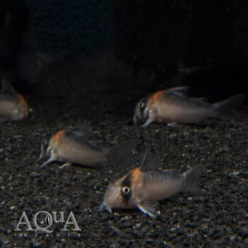 Adolfoi Cory (Hoplisoma adolfoi)