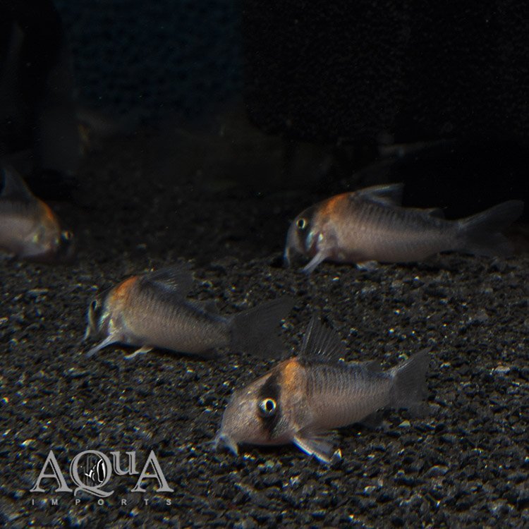 Adolfoi Cory (Hoplisoma adolfoi)