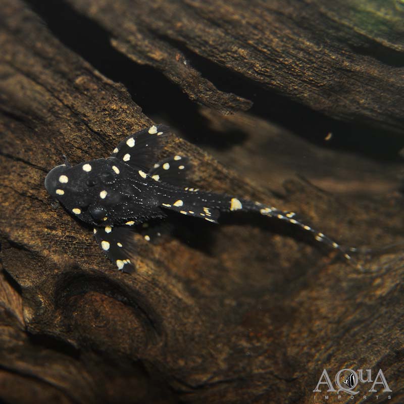 Adonis Pleco (Acanthicus adonis)