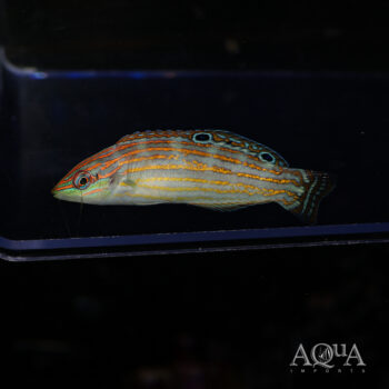 Adorned Wrasse (Halichoeres cosmetus)