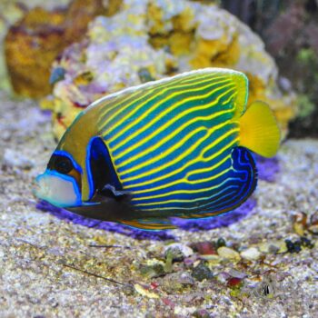 Emperor Angelfish Adult (Pomacanthus imperator)