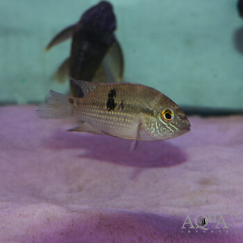 Aequidens sp. Atabapo