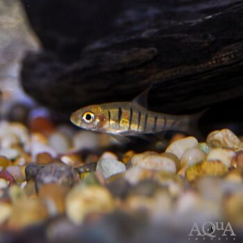 African Banded Barb (Barbus fasciolatus)