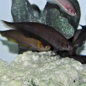 African Black Knifefish (Xenomystus nigri)