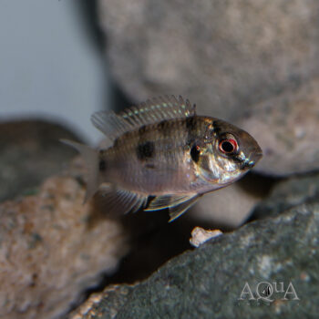 African Butterfly Cichlid (Anomalochromis thomasi)