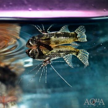 African Butterfly Fish (Pantodon bucholzi)