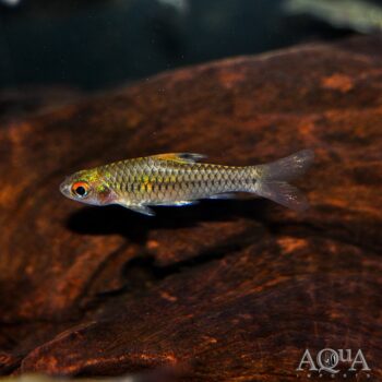 African Clipper Barb (Enteromius callipterus)