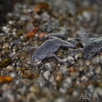 African Dwarf Frog (Hymenochirus sp.)