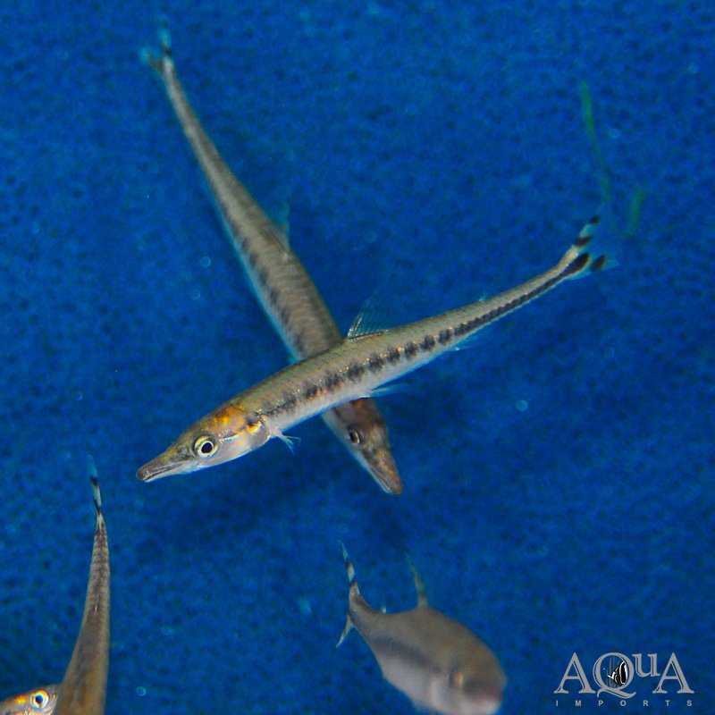 African Dwarf Pike Characin (Phago loricatus)