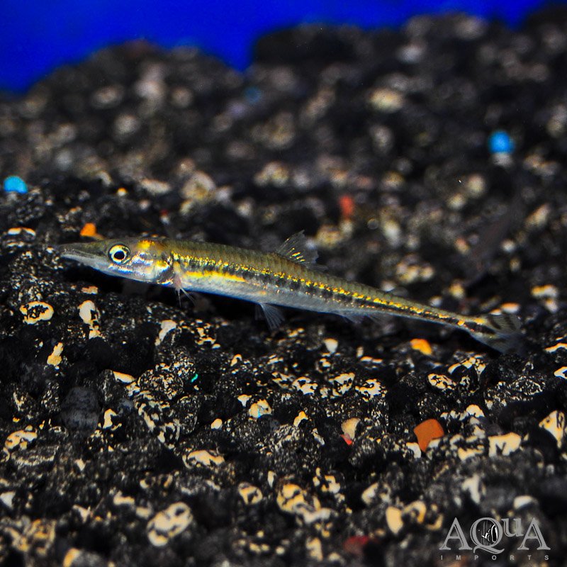 African Dwarf Pike Characin (Phago loricatus)