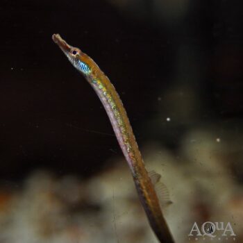 African Freshwater Pipefish (Enneacampus ansorgii)