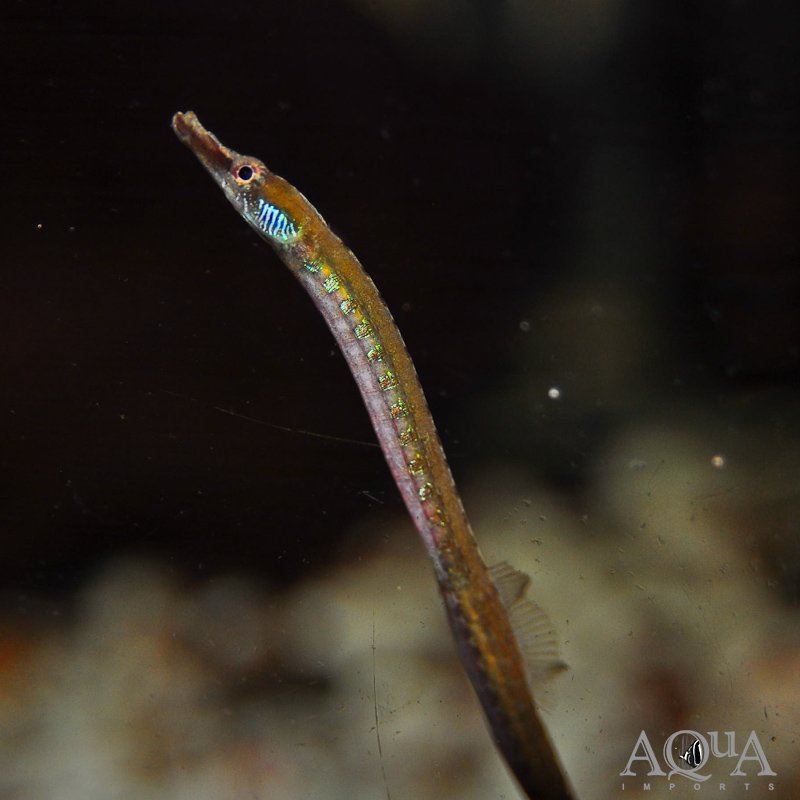 African Freshwater Pipefish (Enneacampus ansorgii)