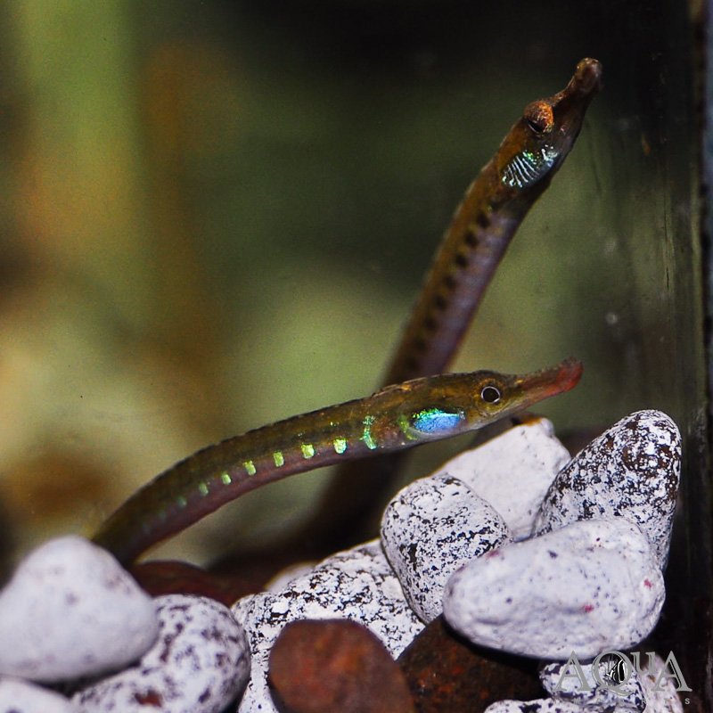 African Freshwater Pipefish (Enneacampus ansorgii)