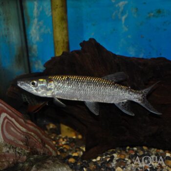 African Pike Characin (Hepsetus odoe)
