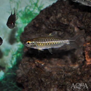 African Red Eye Tetra (Arnoldichthys spilopterus)