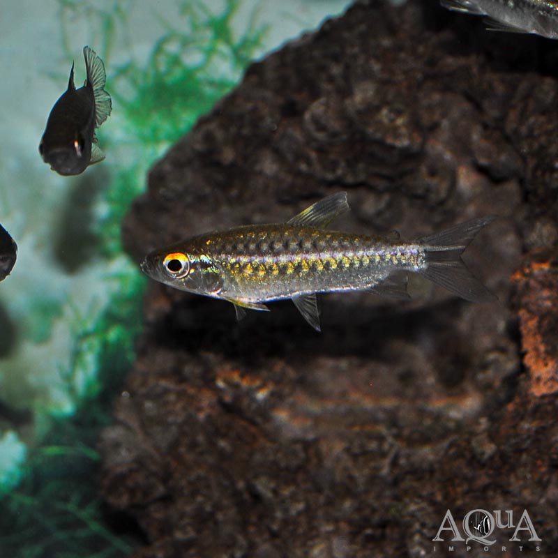 African Red Eye Tetra (Arnoldichthys spilopterus)