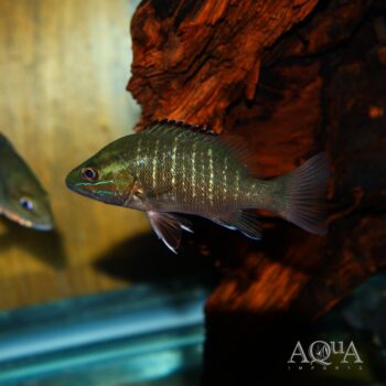 African Red Snapper (Lutjanus agennes)
